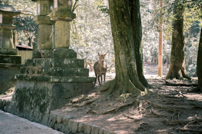 A tranquil deer stands amidst lush trees and ancient stone lanterns in Nara Park, Japan.