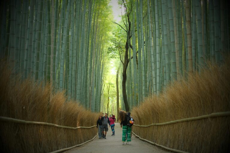 Discover the enchanting Arashiyama Bamboo Grove in Kyoto, Japan, with strolling visitors enhancing its natural beauty.