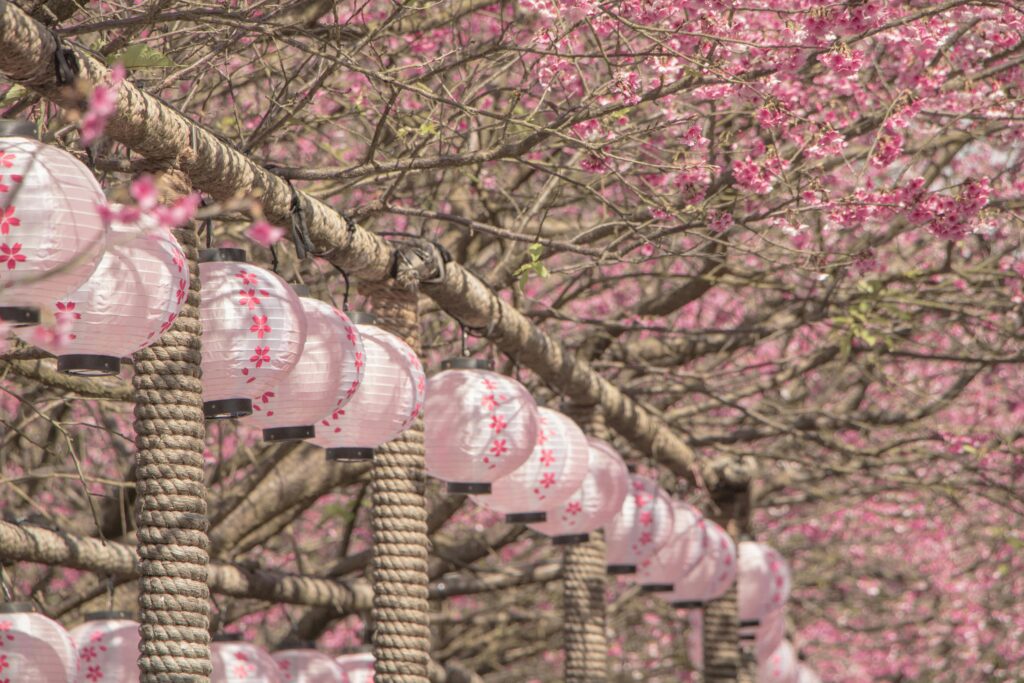 Traditional pink lanterns amidst cherry blossoms in Taipei's spring season.